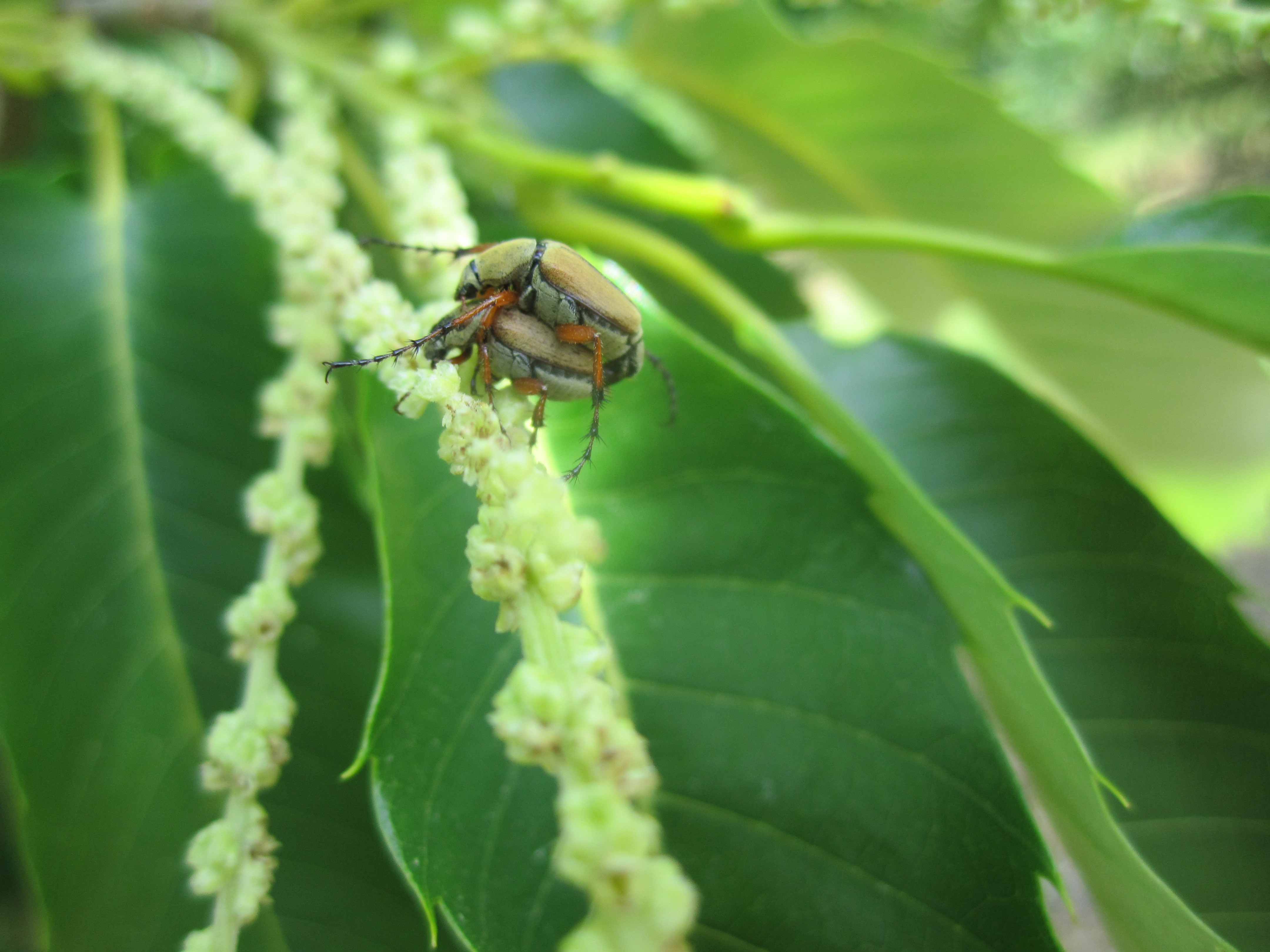 Rose chafer mating on chestnut.